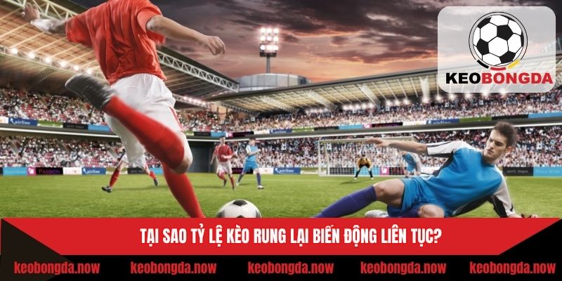 Lý giải rõ về yếu tố tác động đến tỷ lệ