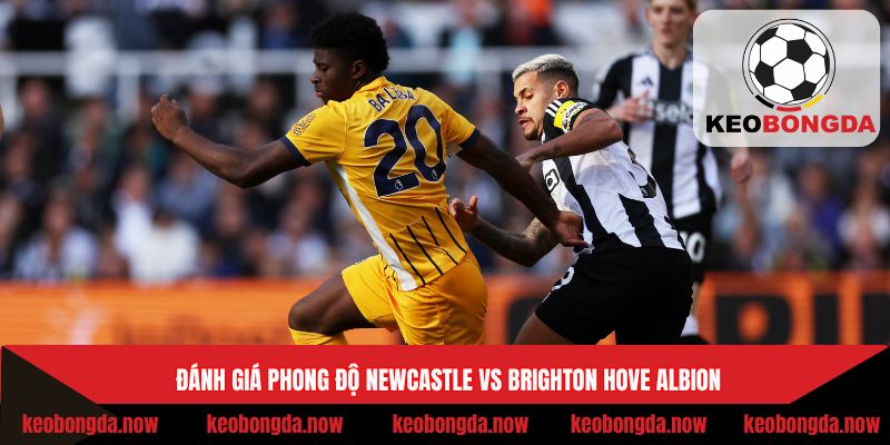 Đánh giá phong độ Newcastle vs Brighton Hove Albion